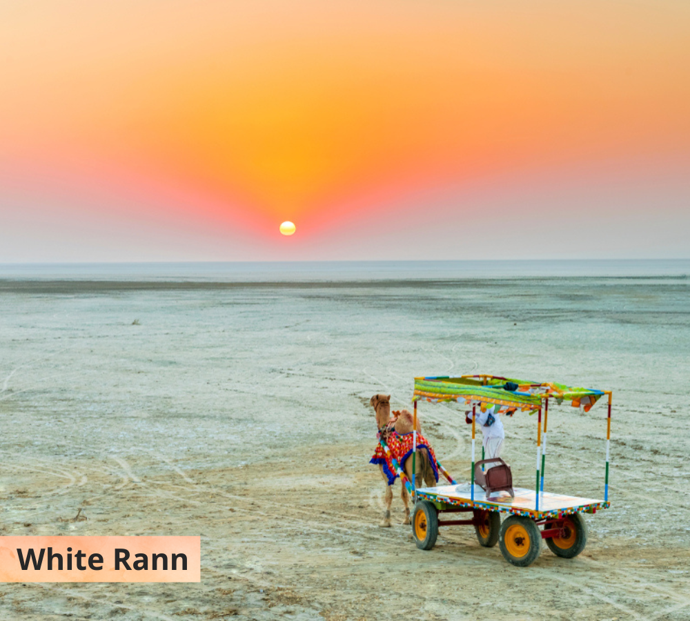 White Rann