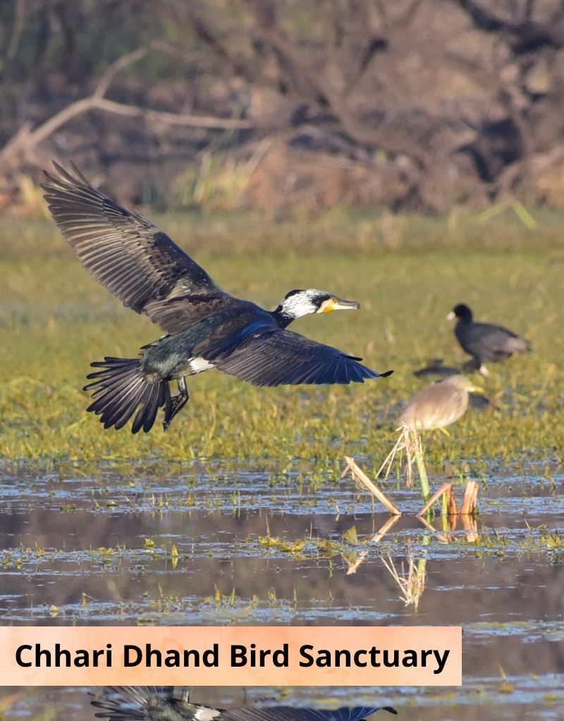 Chari Dhand Bird Sanctuary